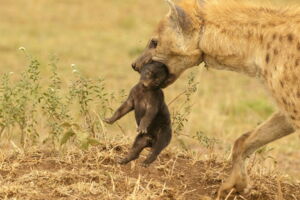 Female hyena with snare injuries carries her cub in the Serengeti (photo: Sonja Metzger/Leibniz-IZW