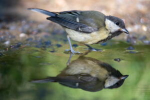 Great tit (Parus major); Copyright: Bernard Castelein