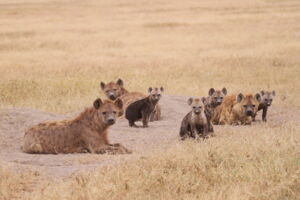 Spotted hyena female with offspring (photo: Oliver Höner/Leibniz-IZW)