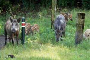 Wild boars in Berlin, Author: David Wiemer / Leibniz-IZW