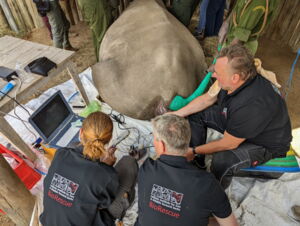10th oocyte collection in northern white rhino Fatu, conducted by the BioRescue Team in July 2022 10th oocyte collection in northern white rhino Fatu, conducted by the BioRescue Team in July 2022