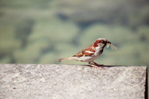 City bird with prey. Photo: Till Kottmann/Unsplash