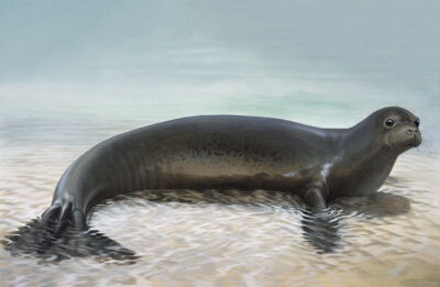 Caribbean monk seal (Neomonachus tropicalis) credit Peter Schouten