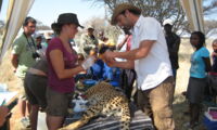 Fitting a GPS-collar and collecting blood from an immobilised cheetah in Namibia. Copyright: Bettina Wachter/Leibniz-IZW
