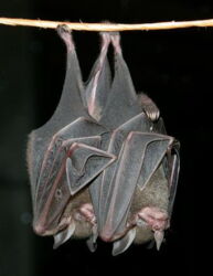 Sowell's short-tailed bats (Carollia sowelli). Photo: Karin Schneeberger/IZW