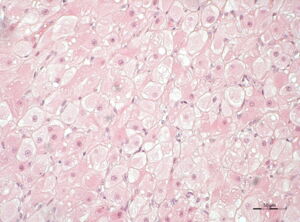 Corpus luteum in domestic cat (picture: Leibniz-IZW)