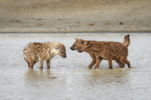 In female-dominated species such as spotted hyenas, animals of both sexes rely less often on aggression and more often on submissive signals and gestures (photo: Oliver Höner)