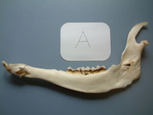 Analysis of a lower jaw from a suspected case of poaching (here: red deer Cervus elaphus) (Kopie)