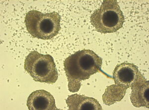 Freshly isolated African lion oocytes, Foto: J. Zahmel
