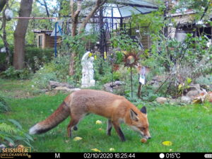 Red Fox, Garden in Berlin, Camera Trap, Foto: Leibniz-IZW