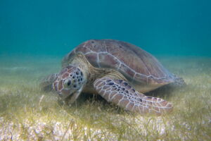 Green sea turtle (By P.Lindgren - Own work, CC BY-SA 3.0, https://commons.wikimedia.org/w/index.php?curid=27611674)