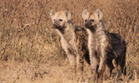 Young spotted hyena twin brothers in Ngorongoro Crater. They will likely join the same clan to breed. Photo: Hoener OP/Leibniz-IZW