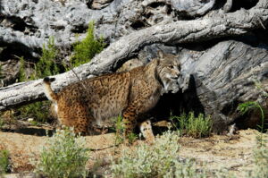 Foto: Iberian lynx; Ex-situ Iberian lynx program Foto: Iberian lynx; Ex-situ Iberian lynx program