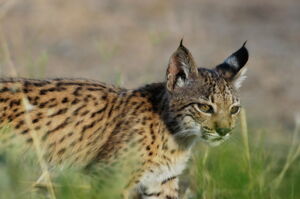 Photo: Iberian lynx; Ex-situ Iberian lynx program