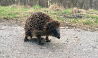Hedgehog in Berlin (Photo: Juliane Seet)