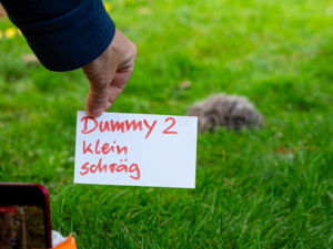 Hedgehog safety tests by Leibniz-IZW, CTS and c't (photo by Berti Kolbow-Lehradt) Hedgehog safety tests by Leibniz-IZW, CTS and c't (photo by Berti Kolbow-Lehradt)