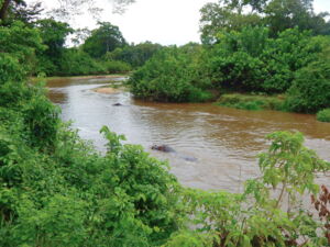 Ishasha River along the border between Uganda and Democratic Republic of Congo represents a river water sampling site with importance to wildlife. (photo by David Soto) Ishasha River along the border between Uganda and Democratic Republic of Congo represents a river water sampling site with importance to wildlife. (photo by David Soto)