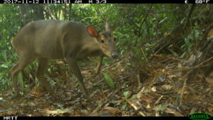 Large antlered muntjac, Authors: Leibniz IZW, WWF-Vietnam, USAID Song Thanh Nature Reserve