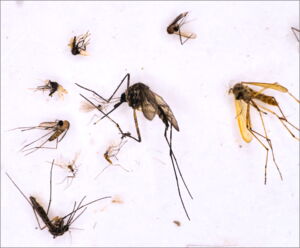 Mosquitoes collected, identified, and tested for viruses by the scientific team (photo: Georg Eibner, Charité) Mosquitoes collected, identified, and tested for viruses by the scientific team (photo: Georg Eibner, Charité)