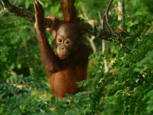 Orang-Utang, Foto: Rhino and Forest Fund e.V. Orang-Utang, Foto: Rhino and Forest Fund e.V.