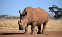 Southern white rhino in South Africa (Photo: Nicole Wreyford/unsplash)