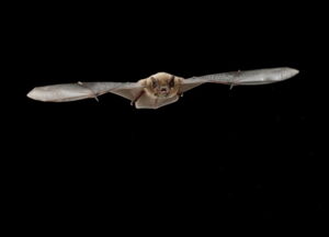 Nathusius' pipistrelle bat (Pipistrellus nathusii), photo: René Janssen