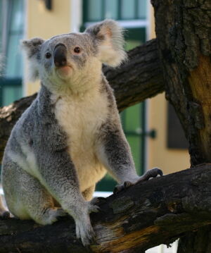 Koalas at the Tiergarten Schönbrunn in Vienna, Austria | Foto: Barbara Feldmann Koalas at the Tiergarten Schönbrunn in Vienna, Austria | Foto: Barbara Feldmann