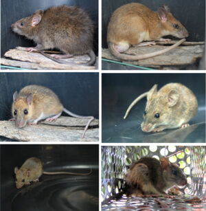 Bandicota indica, Leopoldamys edwarsi, Maxomys surifer, Mus cookii, Rattus exulans, Rattus tanezumi (from left to right). Photos: Serge Morand/IZW Bandicota indica, Leopoldamys edwarsi, Maxomys surifer, Mus cookii, Rattus exulans, Rattus tanezumi (from left to right). Photos: Serge Morand/IZW