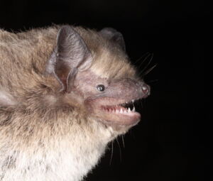 Nathusius's pipistrelle bat. Photo: Christian Voigt Nathusius's pipistrelle bat. Photo: Christian Voigt