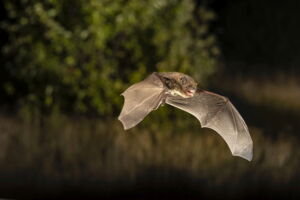 Common pipistrelle - Pipistrellus nathusii (photo: Christian Giese) Common pipistrelle - Pipistrellus nathusii (photo: Christian Giese)