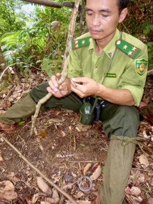 Removing snares, Author: Andrew Tilker/Leibniz-IZW