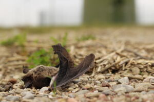 Killed bat under a wind turbine, Foto: Christian Voigt, Leibniz-IZW Killed bat under a wind turbine, Foto: Christian Voigt, Leibniz-IZW