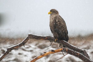 White-tailed sea eagle (Haliaeetus albicilla). Photo: Oliver Krone White-tailed sea eagle (Haliaeetus albicilla). Photo: Oliver Krone