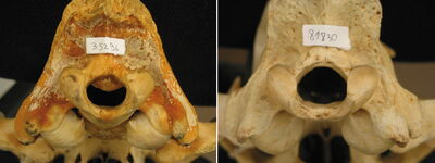 Foramen magnum of lion (Panthera leo) skulls; right: skull of a healthy lion, left: malformed skull. Photo: Dr. Merav Shamir