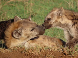 Spotted hyenas in the Serengeti National Park in Tanzania (photo: Sarah Benhaiem) Spotted hyenas in the Serengeti National Park in Tanzania (photo: Sarah Benhaiem)