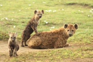 Spotted hyaenas (Crocuta crocuta) in the Ngorongoro Crater, Tanzania. Photo: Oliver Höner/IZW