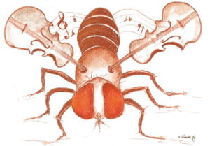 Fruit fly (Violin Fly)/Patrick Debelle