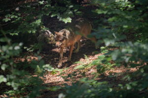 Grey wolf (Canis lupus) in its preferred habitat (photo: Jan Zwilling/Leibniz-IZW)