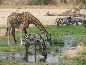 Zebras and giraffes in Ruaha National Park (photo: Claudia Schmied)
